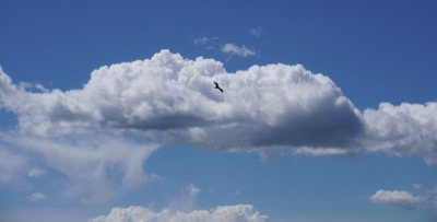 Bird Flying in the Clouds