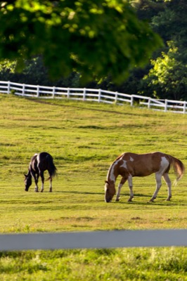 Two Horses Grazing