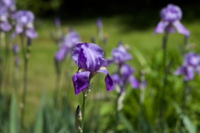 Purple Irises