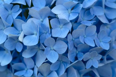 Hydrangea Macro