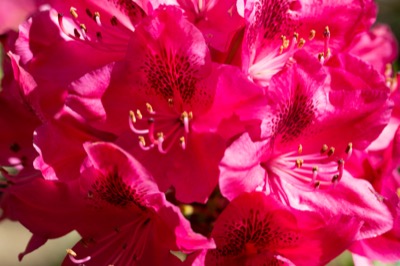 Pink Flowers