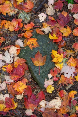 Maple Leaf Fall Foliage on Rocks