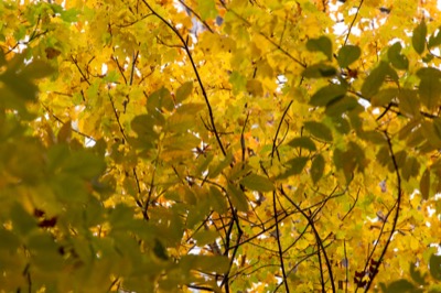 Beautiful Layered Autumn Foliage