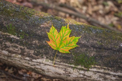 Lone Maple Leaf