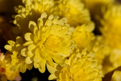 Yellow Mum Flowers