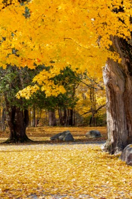 Bright Golden Maple Leaves