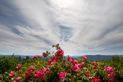 Roses with a Mountaintop View