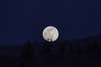 Winter Moon Rising Over Trees