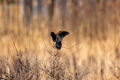 Bird Call