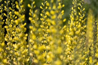 Beautiful Yellow Flowers