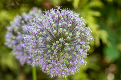 Summer Flowers in Bloom