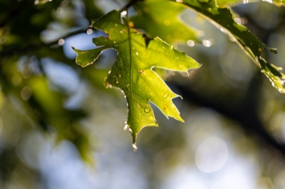 Sunlit Leaf With Morning Dew