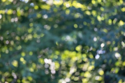 Blurry Bokeh Trees