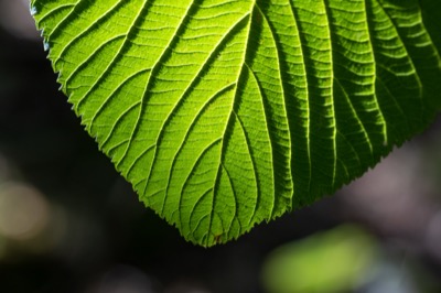 Sunlit Leaf Texture