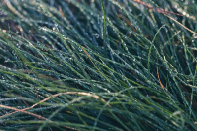 Morning Dew on Grass