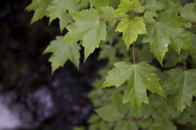 Maple Leaves