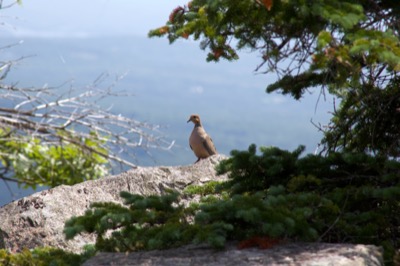 Curious Bird
