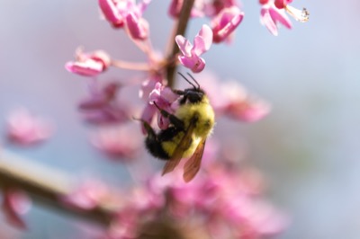 Busy Bee