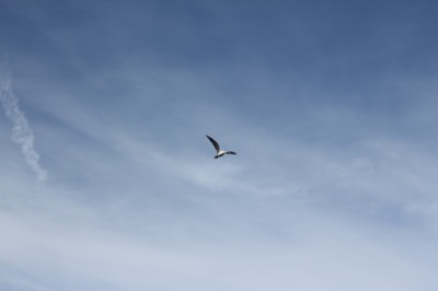 Seagull Flying in the Clouds