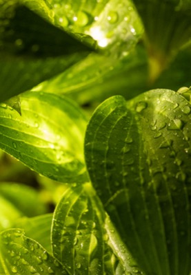 Illuminated Leaf Droplets