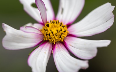 Flower With a Tiny Spider