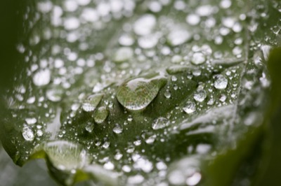 Macro Water Droplets on a Leaf