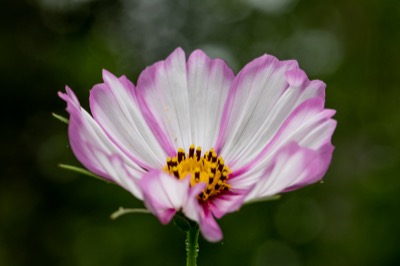Beautiful Isolated Flower