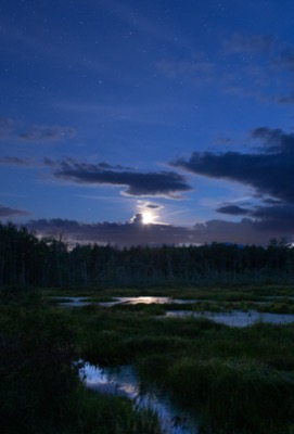 Moonlit Marsh