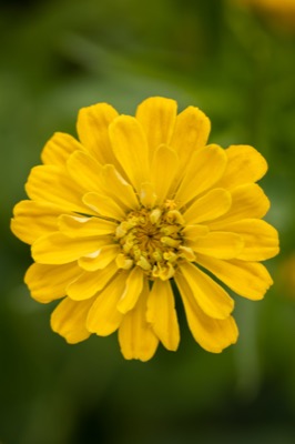 Isolated Yellow Flower