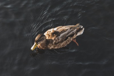 Duck Swimming in a Pond