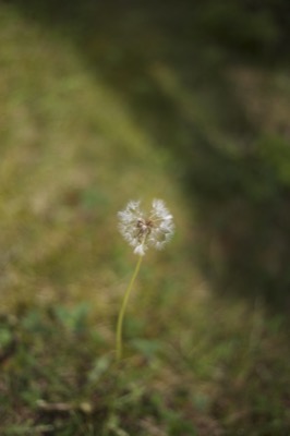 Dandelion