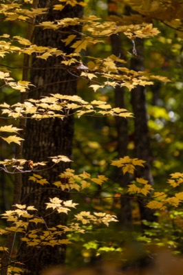 Bright Autumn Maple Leaves