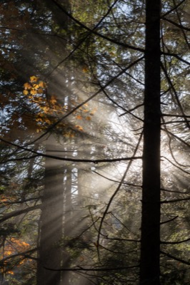 Rays of Sunlight in a Forest