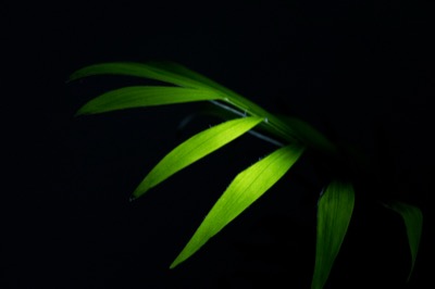 Simple Leaf Wallpaper