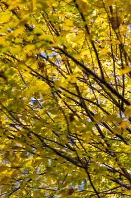 Bright Yellow Leaves