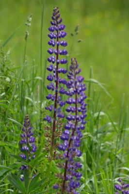 Lupine Wild Flower