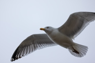 Seagull Flying