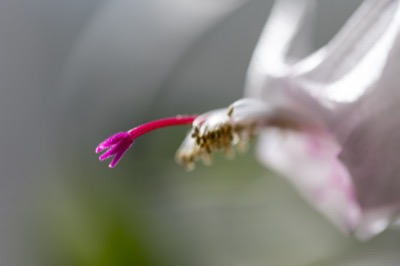 Macro Photo of a Blooming Flower