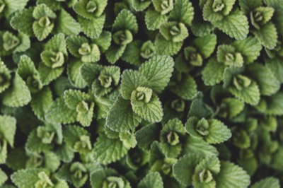 Green Plant Pattern