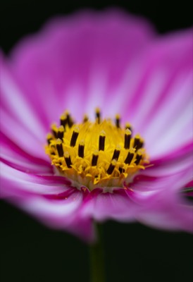 Beautiful Flower Mobile Wallpaper