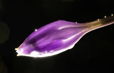Illuminated Flower Macro