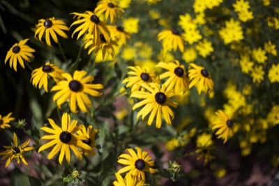 Black-Eyed-Susans
