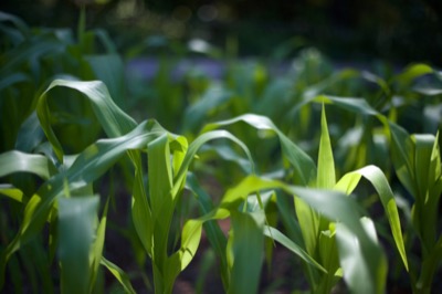 Corn Stalks Growing