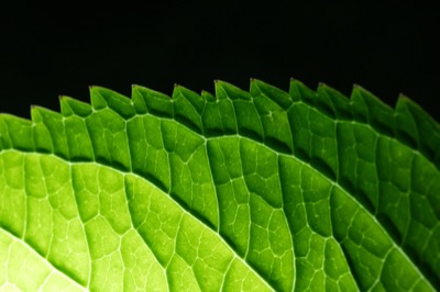 Illuminated Leaf Texture
