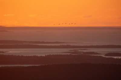 Birds Flying at Sunrise