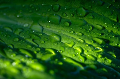 Macro Water on a Leaf