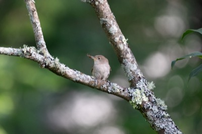 House Wren Gathering Food