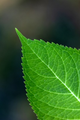 Sharp Leaf Texture