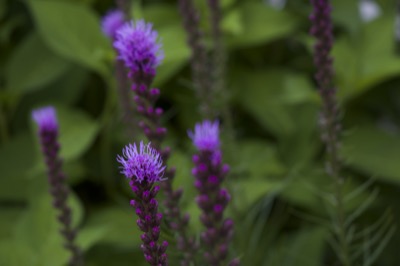 Liatris Starting to Bloom