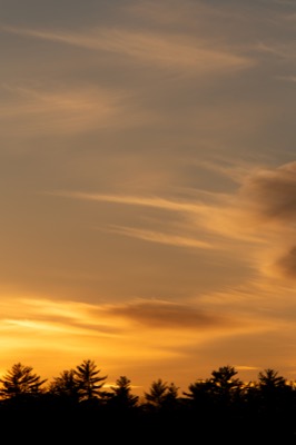 Sunset Sky and Silhouette Trees